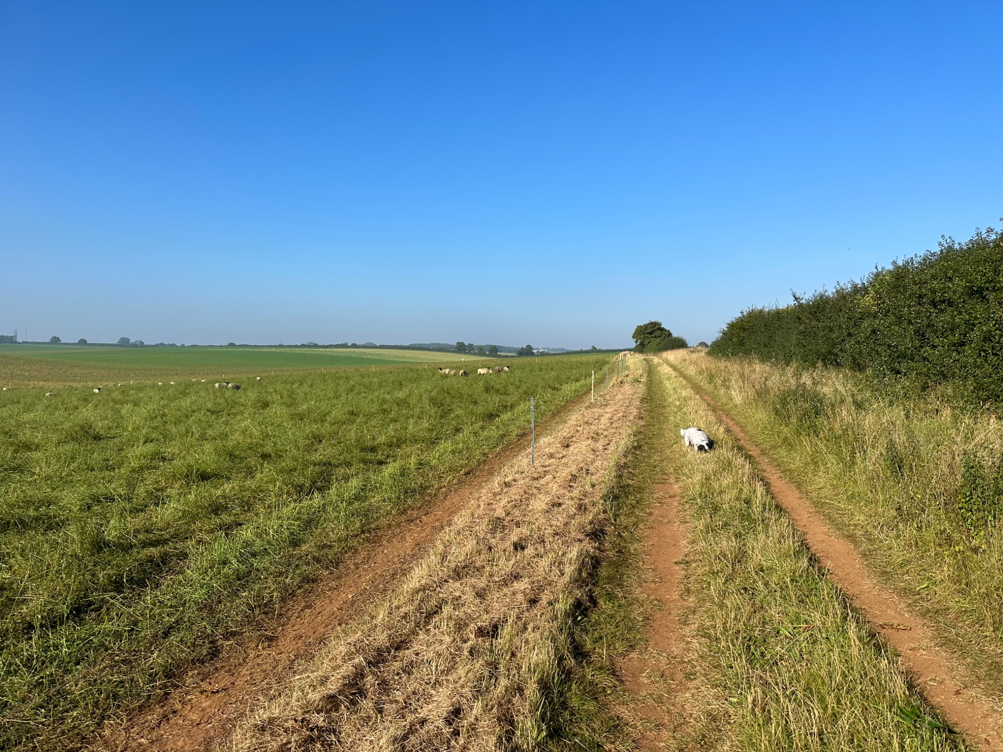 A dog exploring a grassy country path beside open fields and sheep