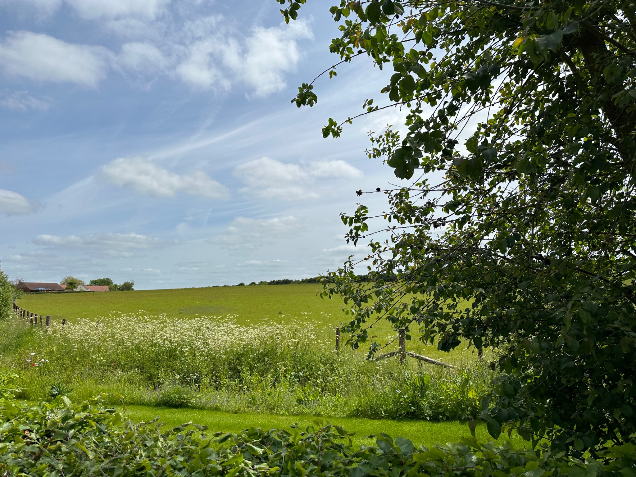Wildflowers, green fields and open sky in the Lincolnshire countryside