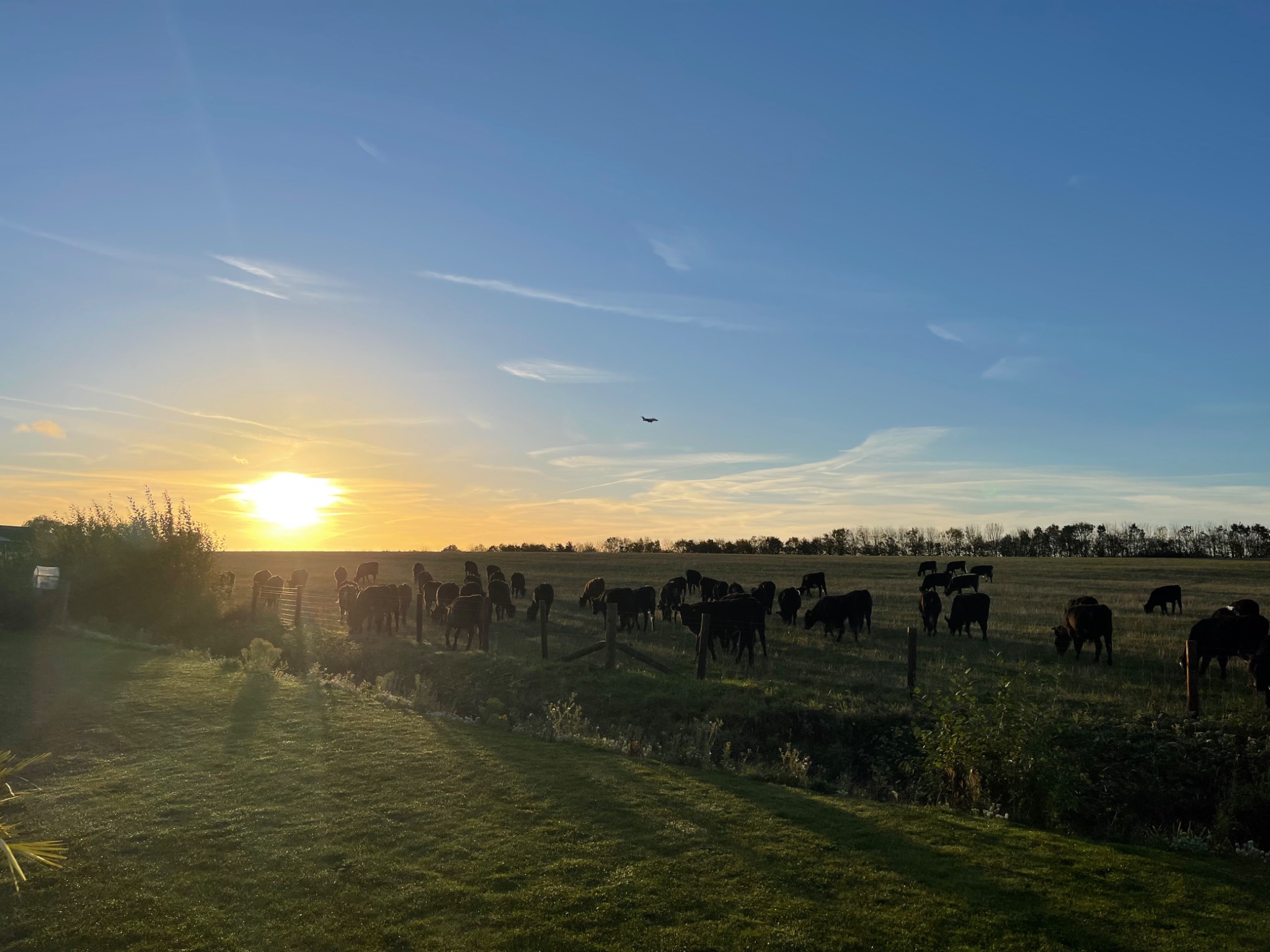 Cattle grazing at sunset beyond a field