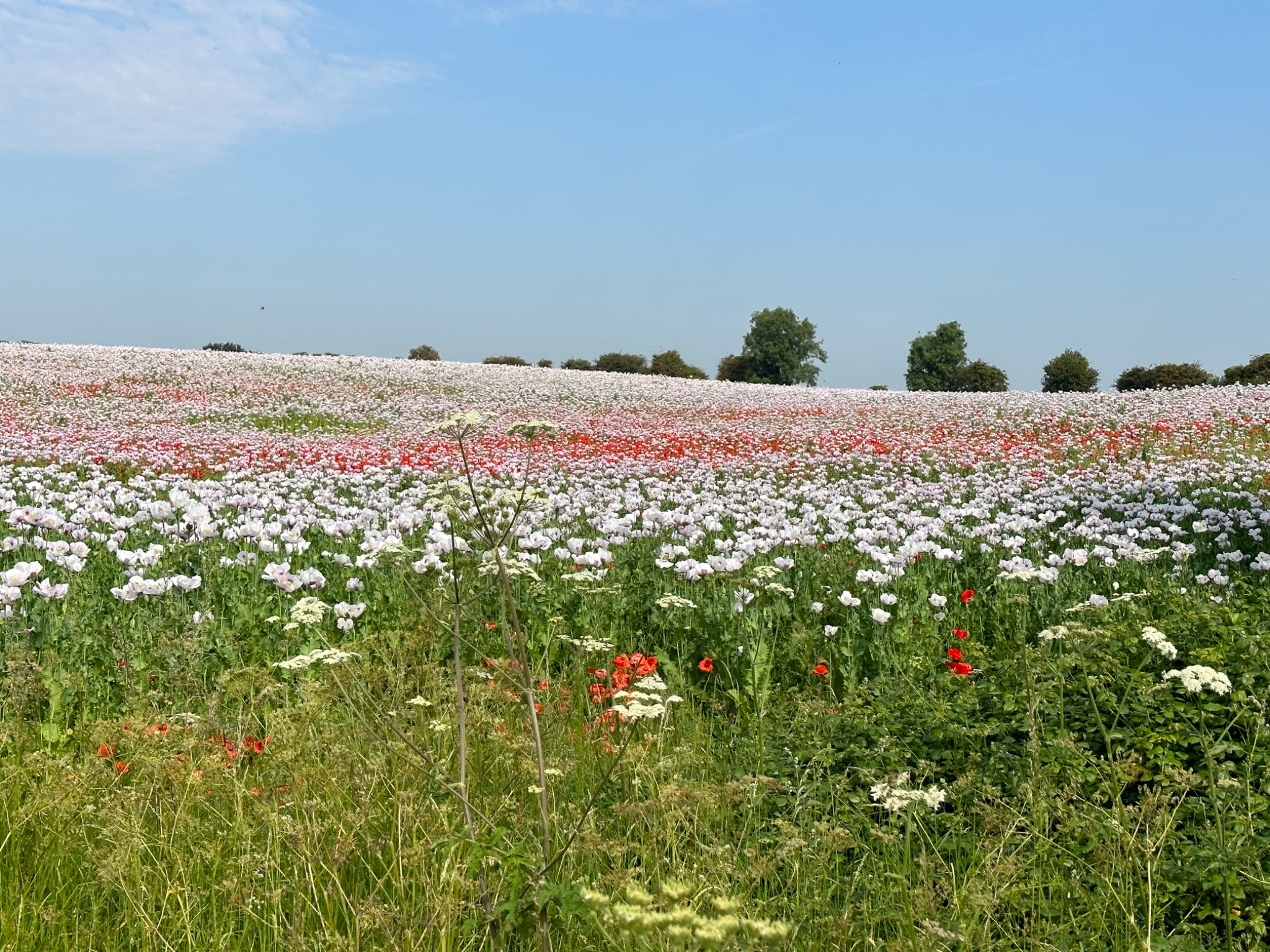 White flowers and red poppies across a Lincolnshire field