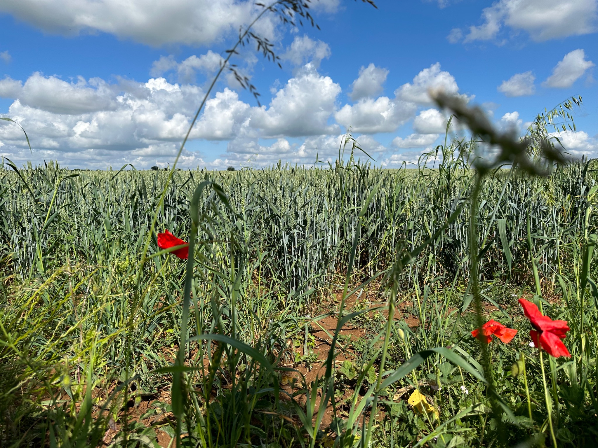 Poppies at the edge of a field beneath a wide blue sky
