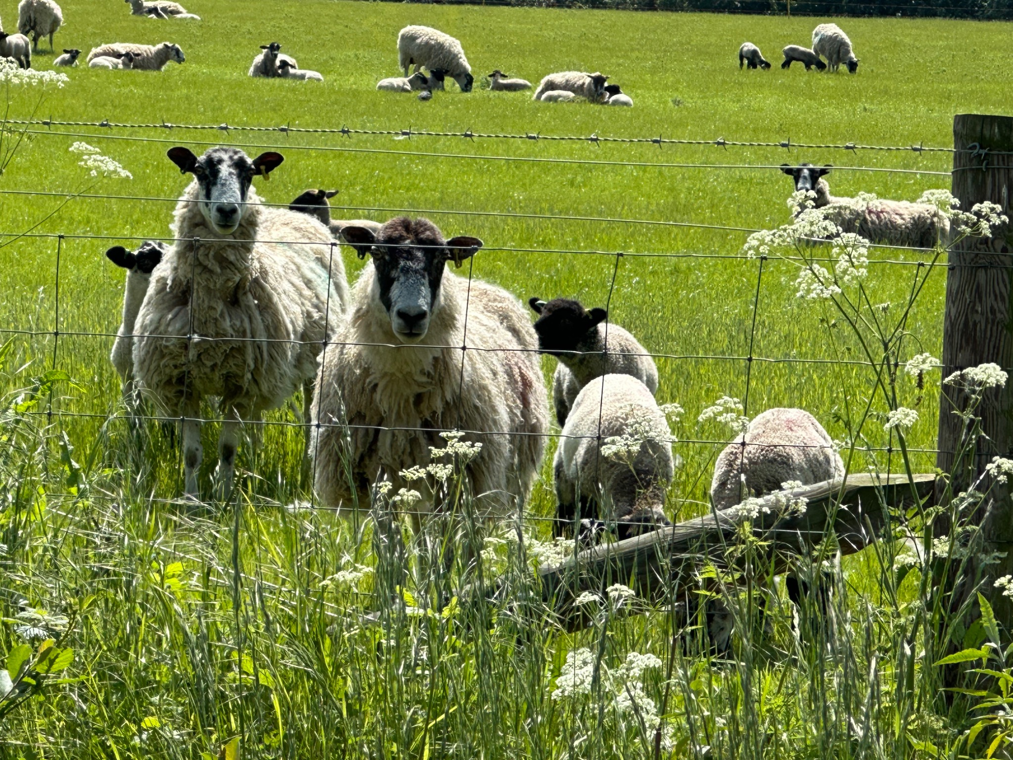 Sheep and lambs grazing in a green field
